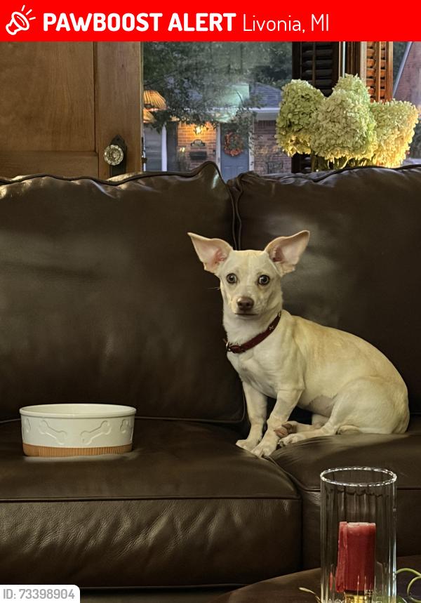 Lost Female Dog last seen Merriman/plymouth, Livonia, MI 48150
