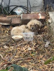 Found/Stray Unknown Dog last seen 64th & Mecham Way, Los Angeles, CA 90043