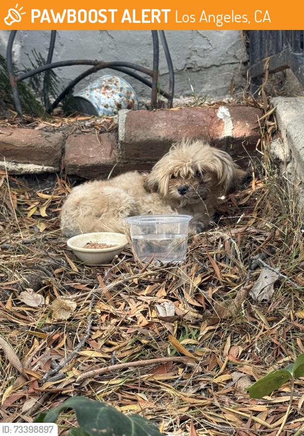 Found/Stray Unknown Dog last seen 64th & Mecham Way, Los Angeles, CA 90043