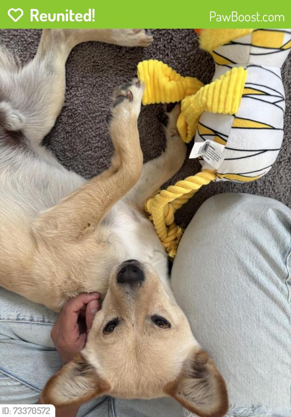 Reunited Male Dog last seen Chamberlaine Adelanto ca, Adelanto, CA 92301