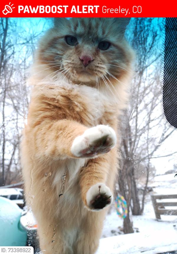Lost Male Cat last seen Stoney Brook Trailer court, Greeley, CO 80631