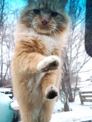 Lost Male Cat last seen Stoney Brook Trailer court, Greeley, CO 80631