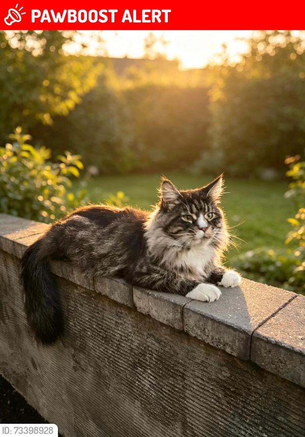 Lost Male Cat last seen Cedar Grove, Westbury Avenue, Greater London, England UB1 2XD