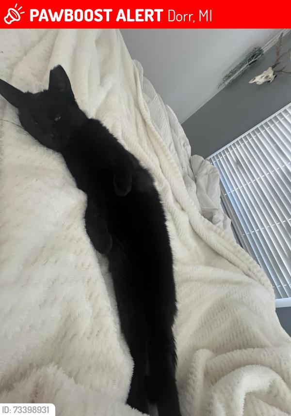 Lost Female Cat last seen 141st ave dorr michigan, Dorr, MI 49323