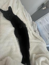 Lost Female Cat last seen 141st ave dorr michigan, Dorr, MI 49323