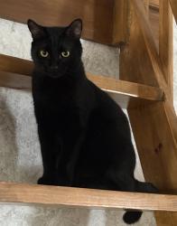 Lost Male Cat last seen Horace bond rd, Livingston, TX 77351
