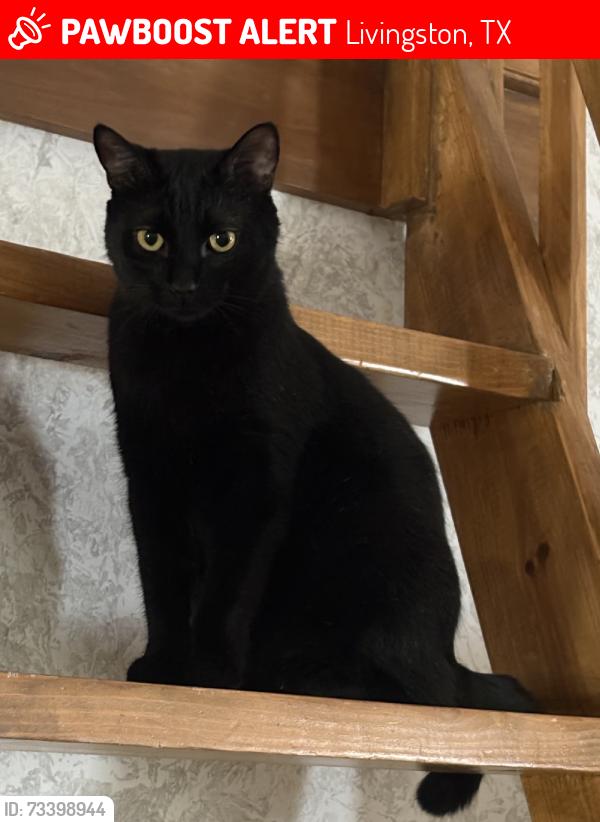 Lost Male Cat last seen Horace bond rd, Livingston, TX 77351