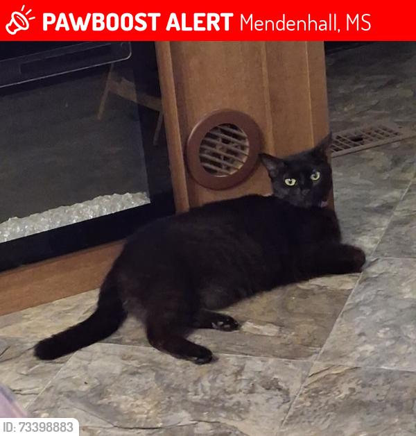 Lost Female Cat last seen Warren st,weathersby baptist church weathersby cemetery, Mendenhall, MS 39114