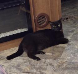 Lost Female Cat last seen Warren st,weathersby baptist church weathersby cemetery, Mendenhall, MS 39114