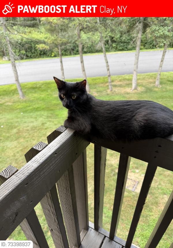 Lost Female Cat last seen Laurel lane, Clay, NY 13090