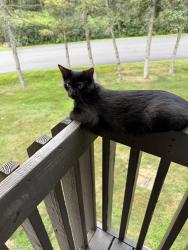 Lost Female Cat last seen Laurel lane, Clay, NY 13090