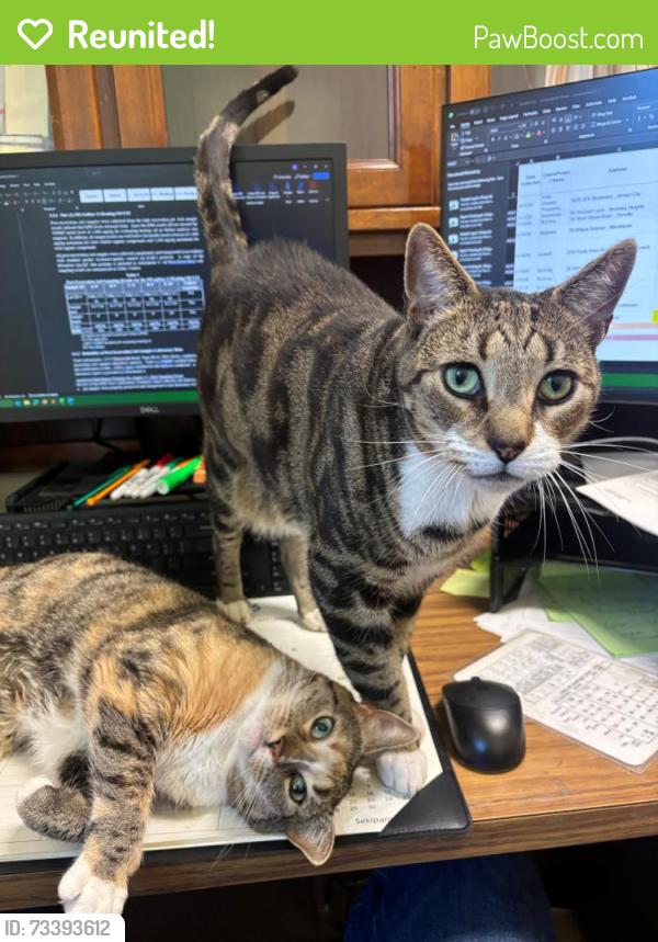 Reunited Male Cat last seen Near Russo Place, Berkeley Heights NJ, Berkeley Heights, NJ 07922