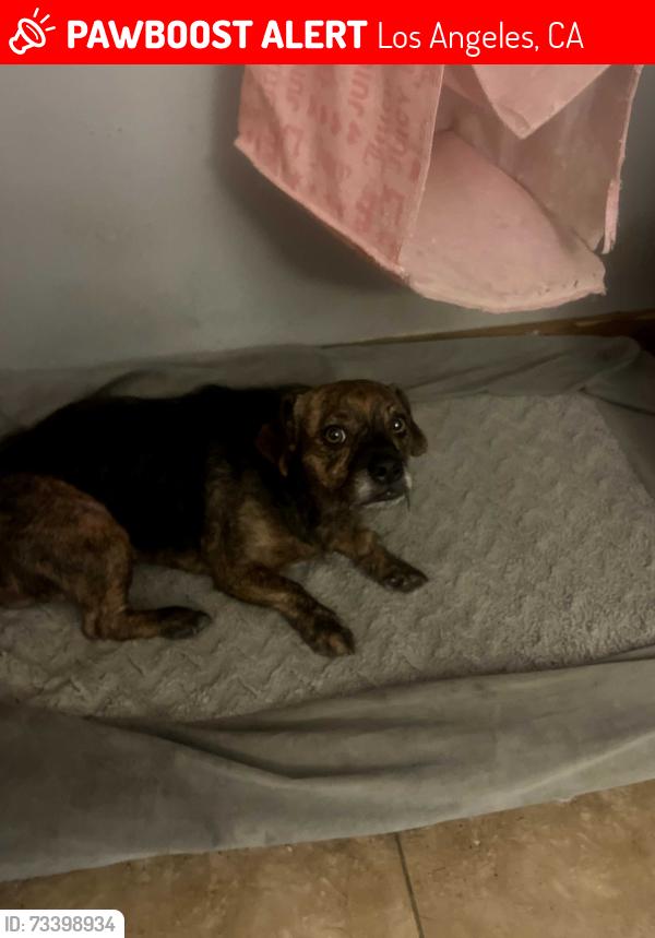 Lost Female Dog last seen Near West 106th Street Los Angeles Ca, Los Angeles, CA 90044