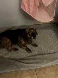 Lost Female Dog last seen Near West 106th Street Los Angeles Ca, Los Angeles, CA 90044