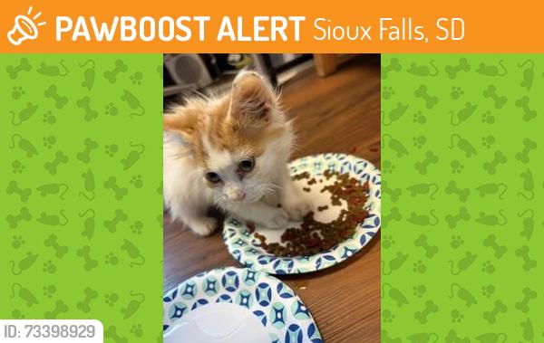 Found/Stray Female Cat last seen 5th and Viola Court, Sioux Falls SD, Sioux Falls, SD 57107