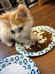 Found/Stray Female Cat last seen 5th and Viola Court, Sioux Falls SD, Sioux Falls, SD 57107