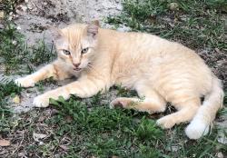 Lost Male Cat last seen Longwood Hills Rd, and Cor Jesu, Longwood, FL 32750
