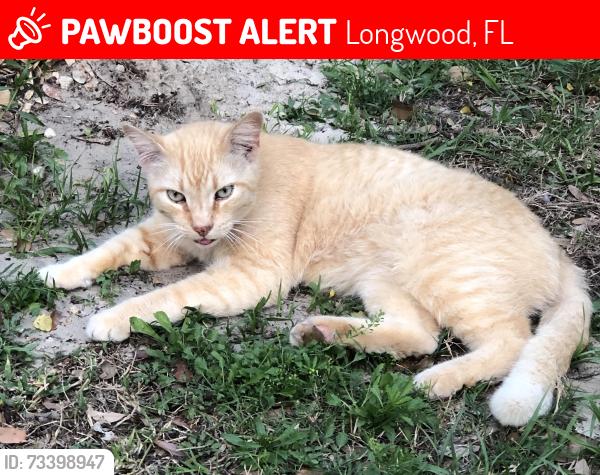 Lost Male Cat last seen Longwood Hills Rd, and Cor Jesu, Longwood, FL 32750