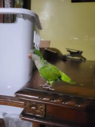 Lost Male Bird last seen Near nw 175 st, Miami Gardens, FL 33056