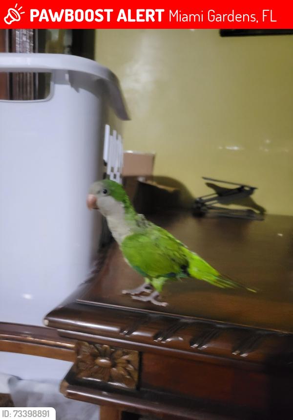 Lost Male Bird last seen Near nw 175 st, Miami Gardens, FL 33056