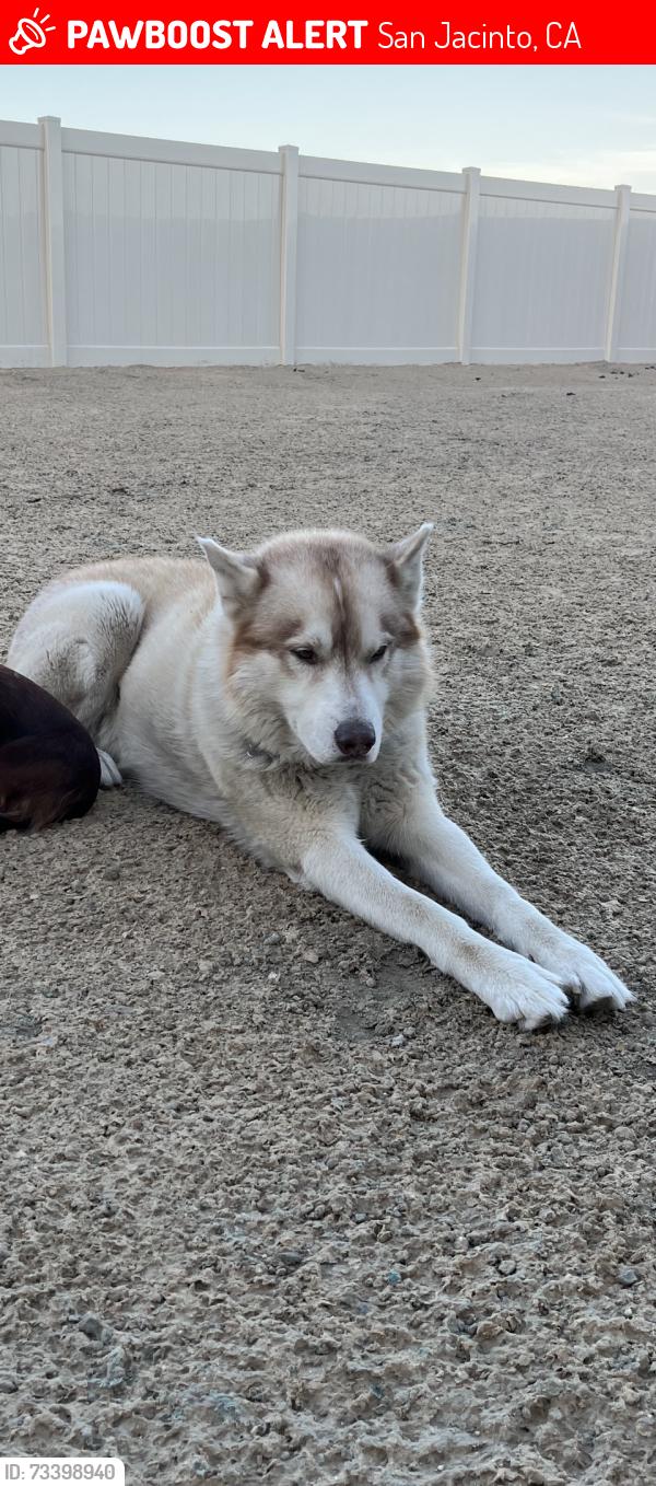 Lost Male Dog last seen Seventh st and Kirby, San Jacinto, CA 92582