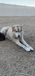 Lost Male Dog last seen Seventh st and Kirby, San Jacinto, CA 92582