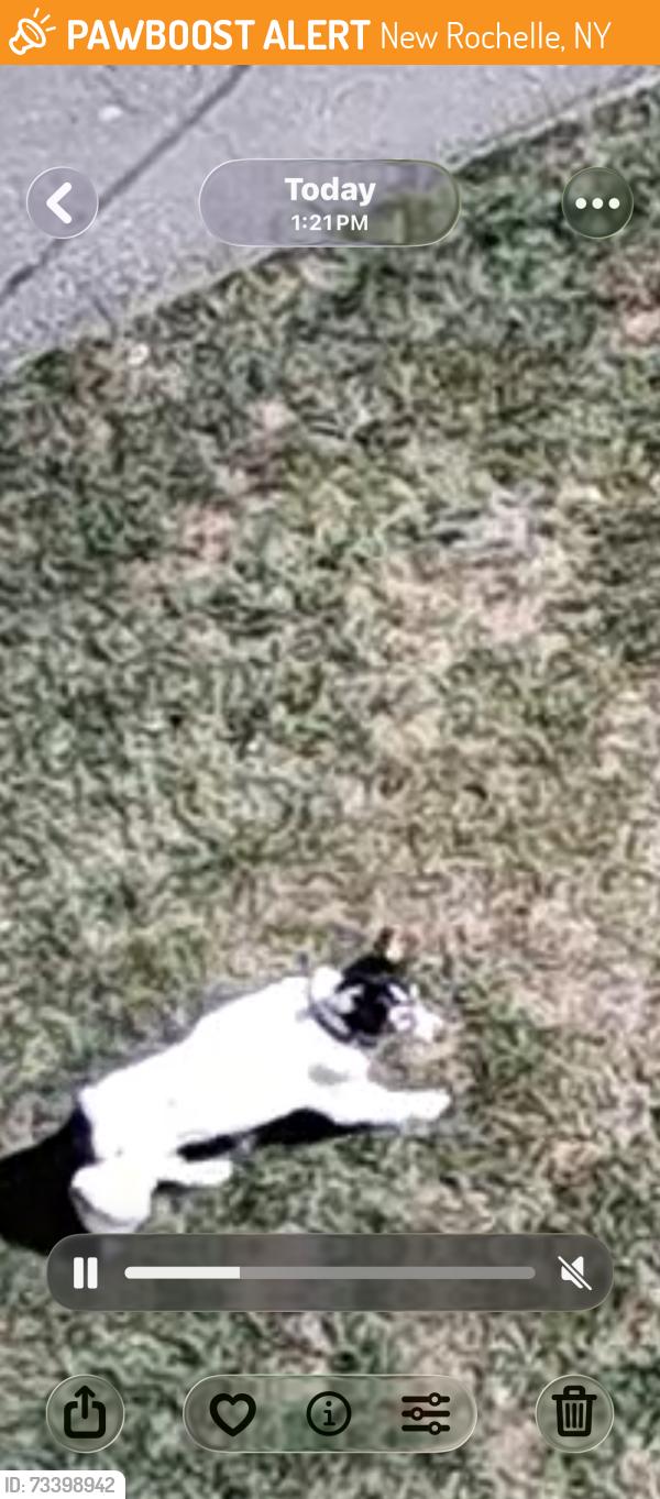 Found/Stray Unknown Dog last seen Forest Ave & Lynwood Rd., New Rochelle, NY 10804