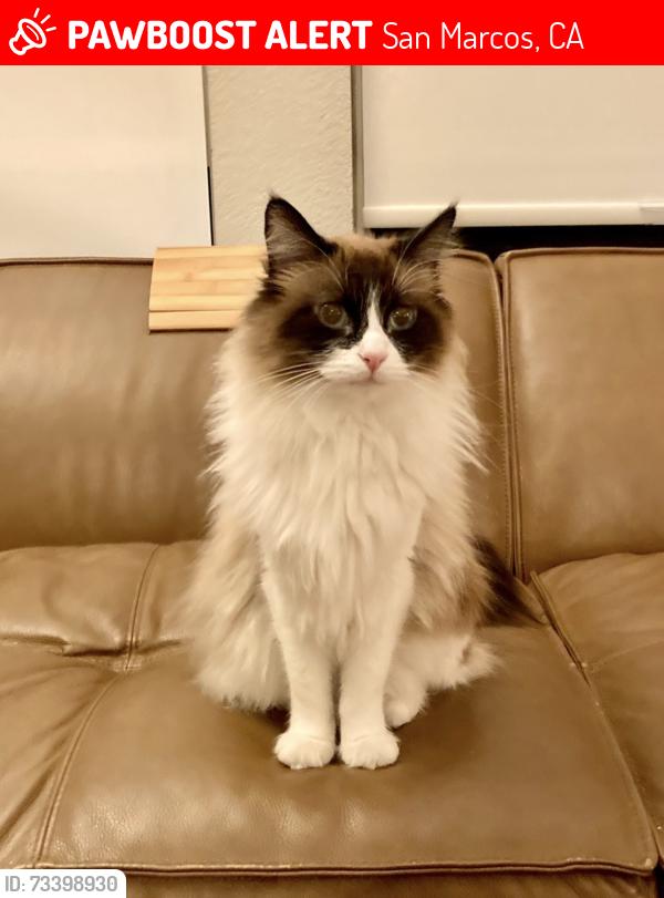 Lost Female Cat last seen San Elijo Rd- as you enter the San Elijo Hills Community (near the Albertsons), San Marcos, CA 92078