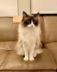 Lost Female Cat last seen San Elijo Rd- as you enter the San Elijo Hills Community (near the Albertsons), San Marcos, CA 92078