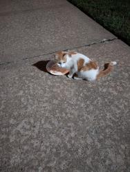 Found/Stray Female Cat last seen Near Charlottes ice cream shop, Willoughby, OH 44094