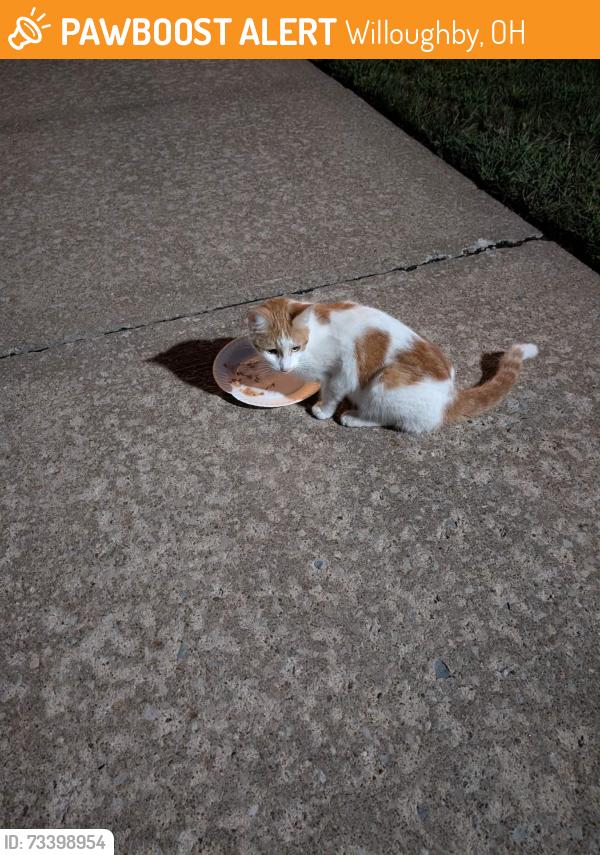 Found/Stray Female Cat last seen Near Charlottes ice cream shop, Willoughby, OH 44094