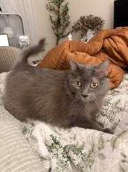 Lost Female Cat last seen Cass St and Wilbur, San Diego, CA 92109