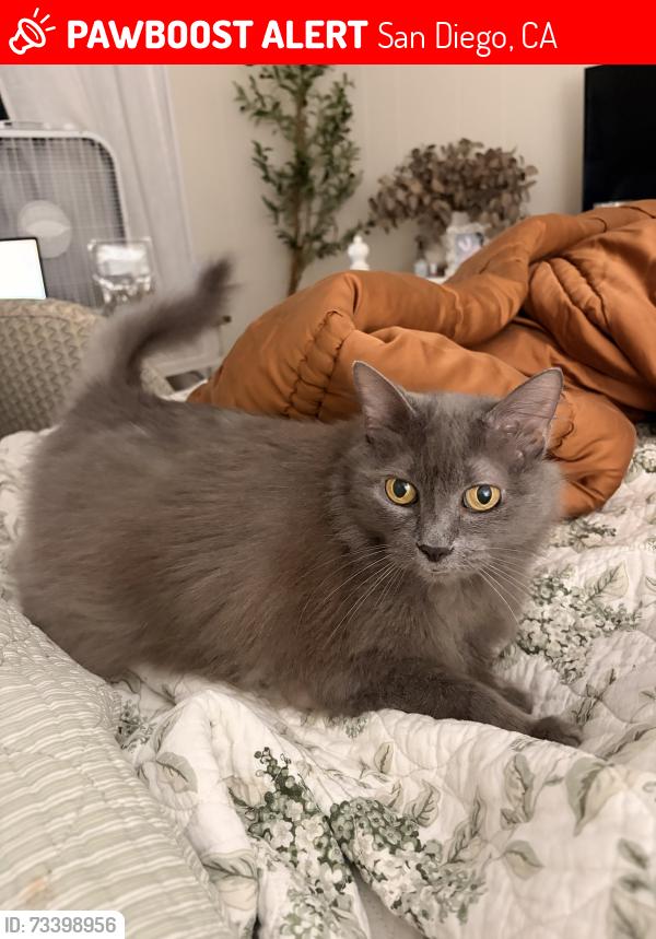 Lost Female Cat last seen Cass St and Wilbur, San Diego, CA 92109