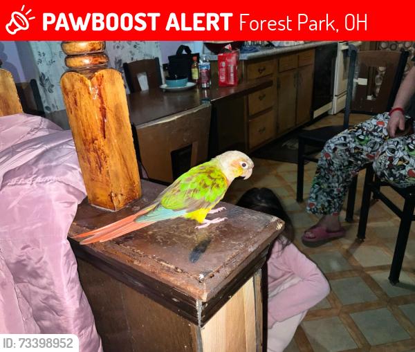 Lost Unknown Bird last seen Leander Ct., Forest Park, OH 45240