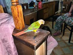 Lost Unknown Bird last seen Leander Ct., Forest Park, OH 45240