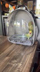 Lost Male Bird last seen Lost around Arch Creek Park, North Miami, FL, North Miami Beach, FL 33181
