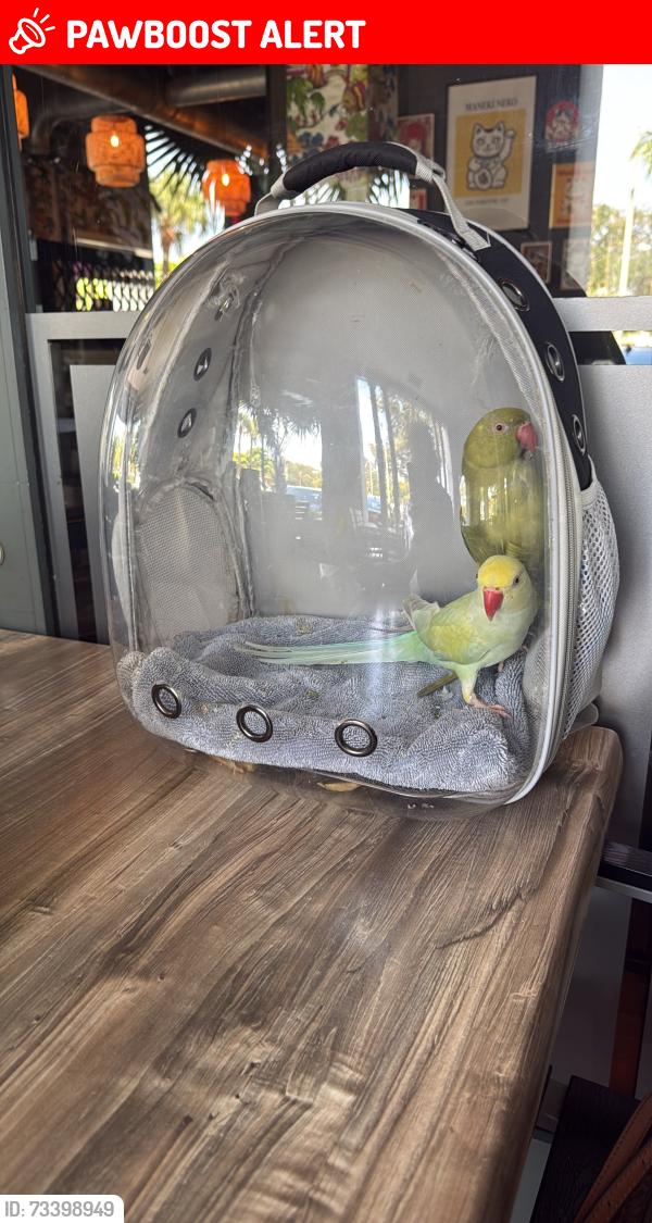 Lost Male Bird last seen Lost around Arch Creek Park, North Miami, FL, North Miami Beach, FL 33181