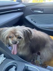 Reunited Female Dog last seen Last seen bishop place Westminster, Westminster, CA 92683