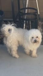 Reunited Male Dog last seen Arapahoe y capitán, Victorville, CA 92394