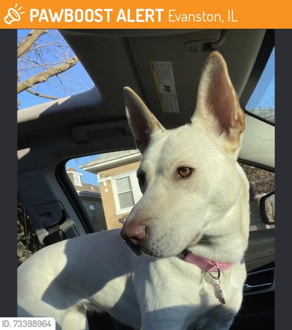 Found/Stray Unknown Dog last seen Harbert-Payne Park, Evanston, IL 60202