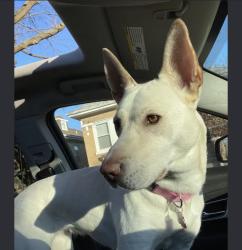 Found/Stray Unknown Dog last seen Harbert-Payne Park, Evanston, IL 60202