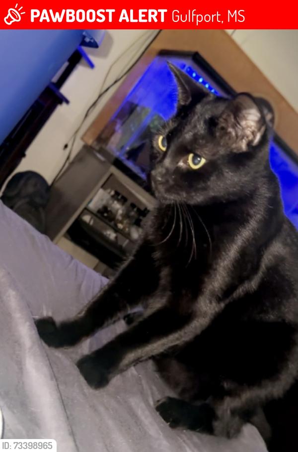 Lost Male Cat last seen Near e Angela cir, Gulfport, MS 39503