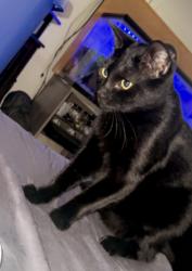 Lost Male Cat last seen Near e Angela cir, Gulfport, MS 39503