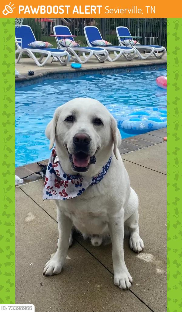 Found/Stray Male Dog last seen Flatwood Road, Sevierville, TN 37862