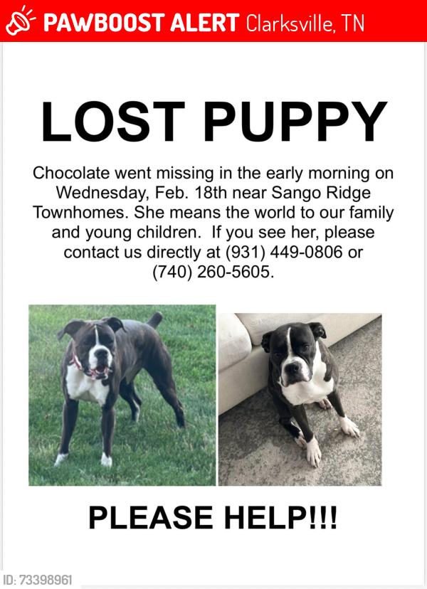 Lost Female Dog last seen Publix, Clarksville, TN 37043
