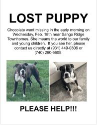 Lost Female Dog last seen Publix, Clarksville, TN 37043