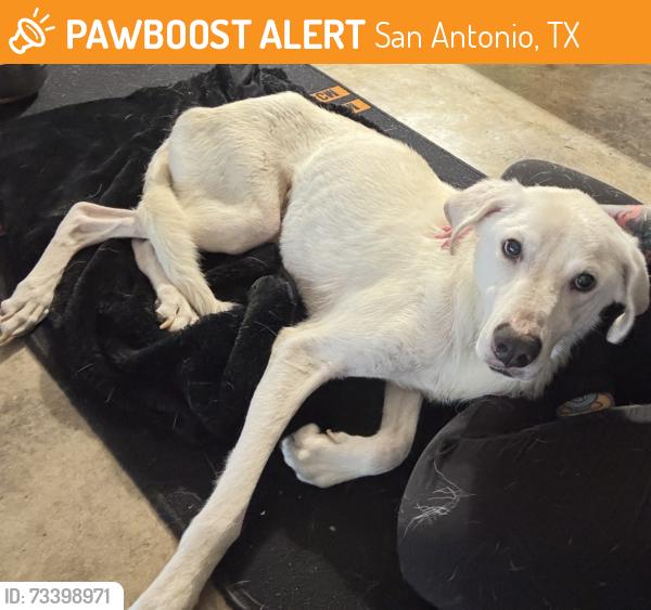 Found/Stray Male Dog last seen Thicket Palm st, San Antonio, TX 78247