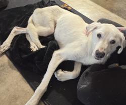 Found/Stray Male Dog last seen Thicket Palm st, San Antonio, TX 78247