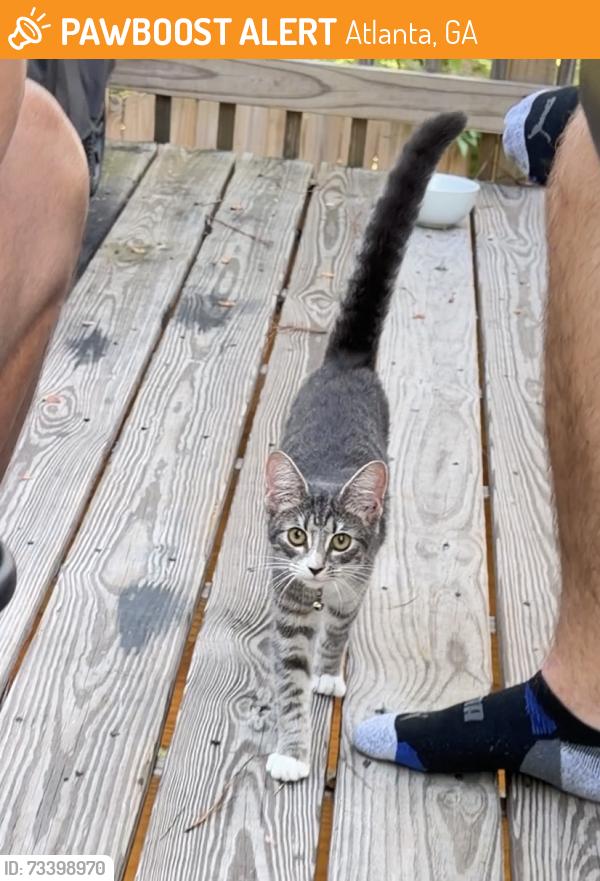 Found/Stray Female Cat last seen Neighborhood, Atlanta, GA 30315