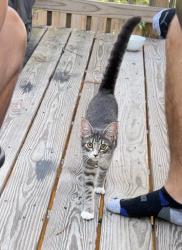 Found/Stray Female Cat last seen Neighborhood, Atlanta, GA 30315